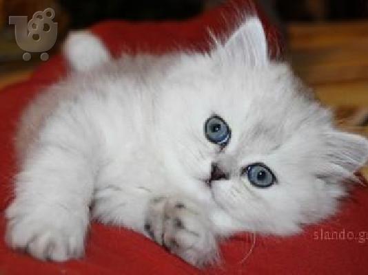 PoulaTo: Ζιτειται γατακι μικρο περσια