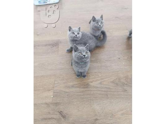 PoulaTo: bsh kittens available