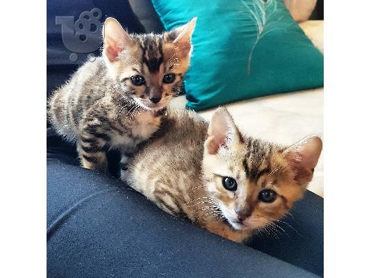 PoulaTo: Toyger Kitten για νέο σπίτι