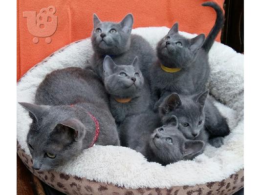 PoulaTo: Ρωσικά μπλε γατάκια