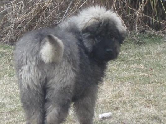 PoulaTo: Caucasian Sheepdog-Ποιμενικός Καυκάσου