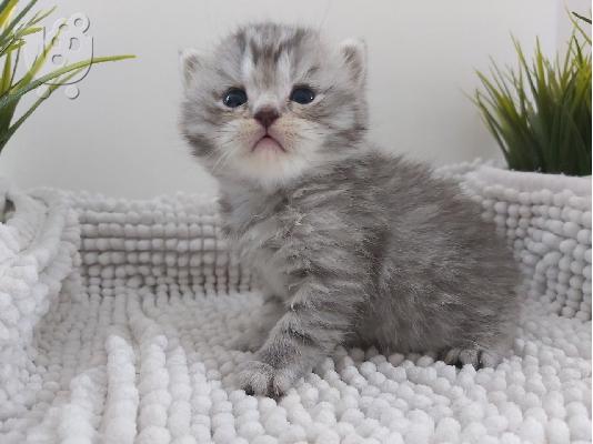 Βρετανικά γατάκια Longhair Tabby προς πώληση