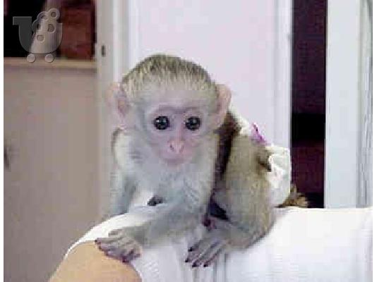 PoulaTo: μητρώο μωρό είδος πιθήκου πίθηκος για