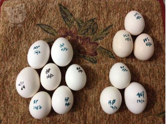 PoulaTo: είμαστε φυλή και να πωλούν διαφορετικές φυλές παπαγάλος με αυγά