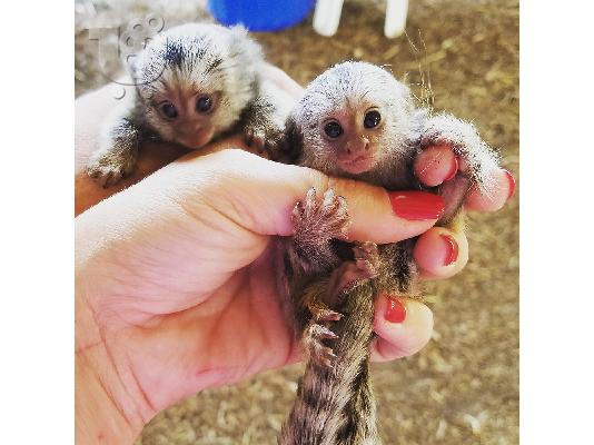 PoulaTo: Twin Finger Baby Marmoset Monkeys για υιοθεσία.