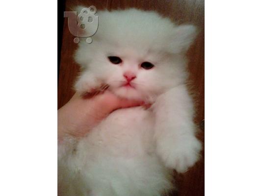 PoulaTo: λευκα περσικα γατακια
