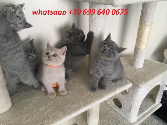 PoulaTo: healthy kittens for adoption