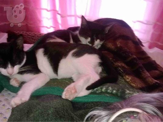 PoulaTo: Χαρίζονται  δύο γατάκια. Θεσσαλονίκη