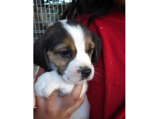 PoulaTo: αρσενικό και θηλυκό beagle για ένα νέο σπίτι