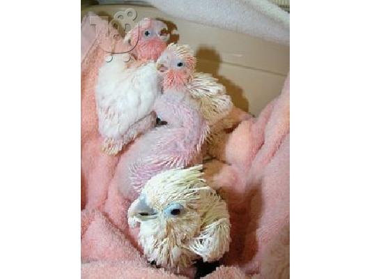 PoulaTo: υπέροχα μωρά παπαγάλος cockatoo για 200 €