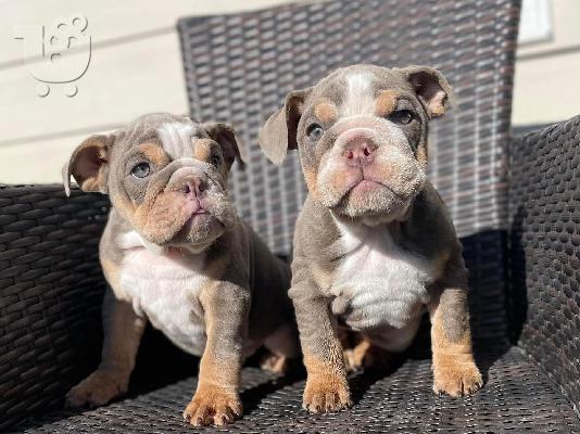 PoulaTo: Male & Female Bulldog Puppies For Sale