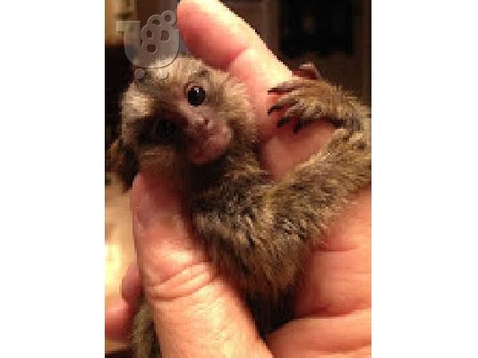 PoulaTo: baby marmoset για 300 ευρώ