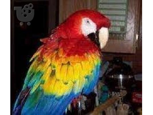 PoulaTo: Scarlet μακώ παπαγάλος για € 120