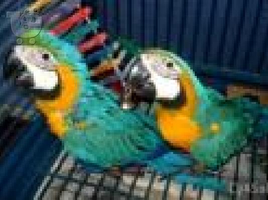 PoulaTo: Όμορφος παπαγάλος μακώ