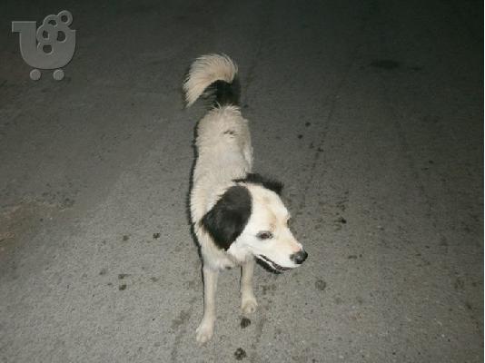 PoulaTo: Λευκα ημιαιμα τσοπανοσκυλακια εγκαταληφθηκαν κ χαριζονται