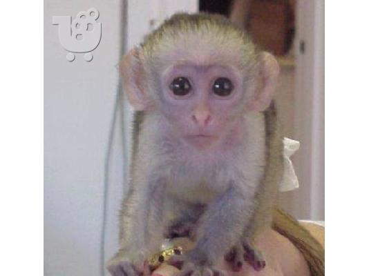 PoulaTo: Χαριτωμένο μαϊμού Capuchin να υιοθετηθεί από οποιαδήποτε οικογένεια που αγαπά και νοιάζεται για τα κατοικίδια ζώα τους, ανεξάρτητα από το πού βρίσκονται.
