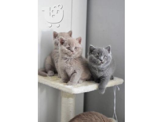 PoulaTo: adopt british shorthair kittens