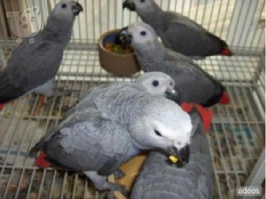 PoulaTo: Lovely αφρικάνικα γκρίζα παπαγάλοι προς πώληση