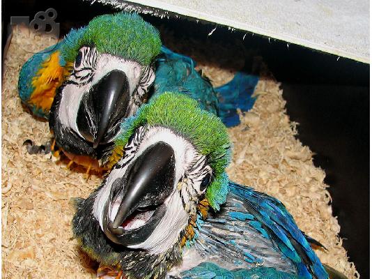 PoulaTo: μωρά μπλε και χρυσό παπαγάλο macaw για μόνο 180 €