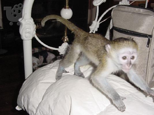 PoulaTo: Χαριτωμένο μαϊμού Capuchin να υιοθετηθεί από οποιαδήποτε