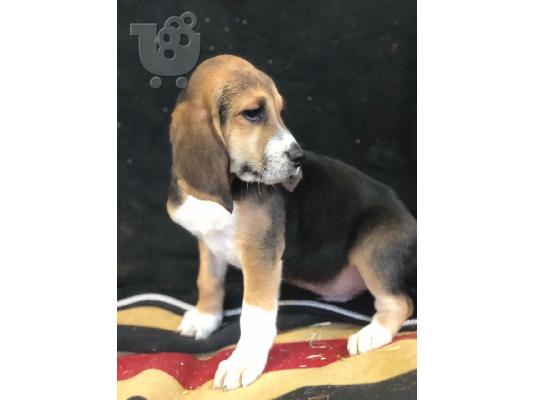 PoulaTo: Όμορφα κουτάβια Beagle έτοιμα τώρα