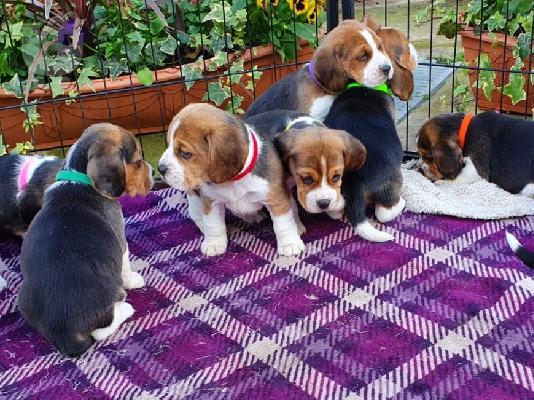 PoulaTo: Beagle κουτάβια διαθέσιμα προς πώληση