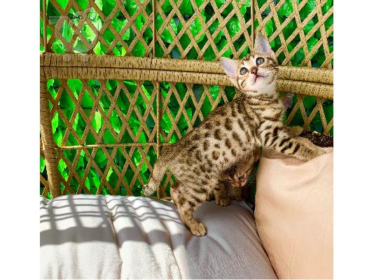 PoulaTo: X μαζικά γατάκια Savannah