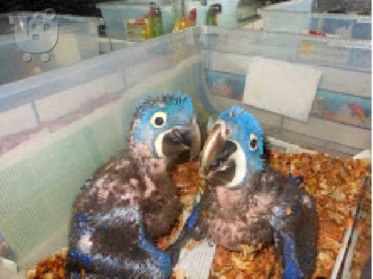 μωρών υάκινθος παπαγάλοι macaw για 199 €
