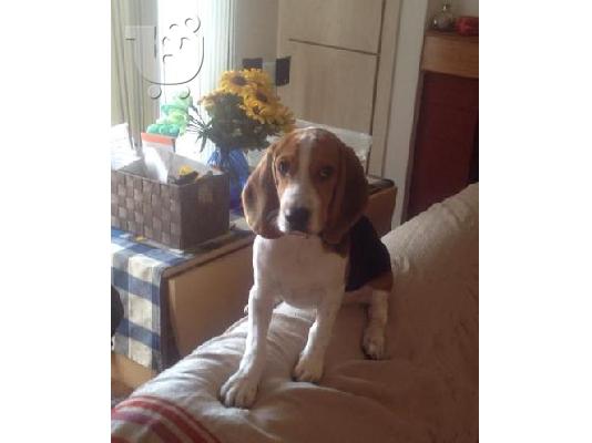 PoulaTo: Πωλειται beagle 6 μηνων