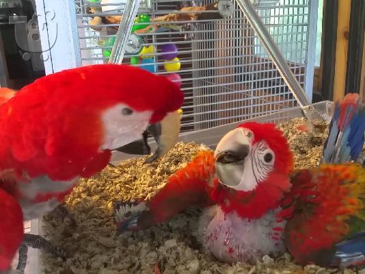 PoulaTo: talking macaw parrots