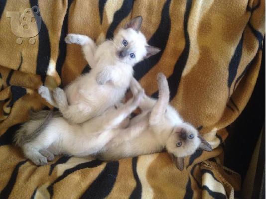 PoulaTo: Πωλειται Θηλυκο  βασιλικο σιαμ γατακι 2 μηνων