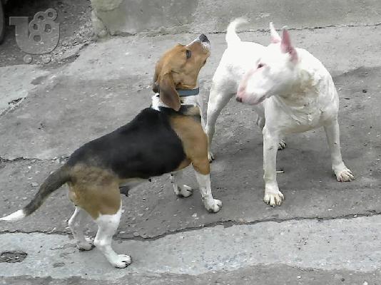 beagle puppies ευκαιρια!!