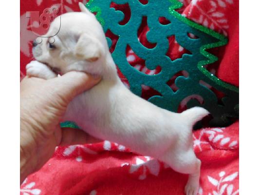 Chihuahua κουτάβια για τα Χριστούγεννα