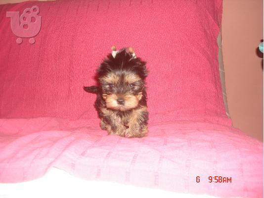 PoulaTo: κουταβια yorkshire terrier!!