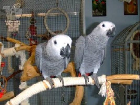 PoulaTo: Ένα ζευγάρι μιλάνων αφρικανικών γκρίζων παπαγάλοι