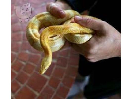 PoulaTo: Πωλείται butter corn snake αρσενικό
