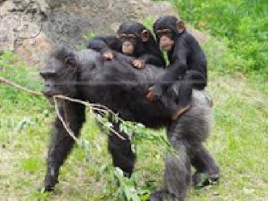 PoulaTo: Μωρό χιμπατζή μωρό για 400 €