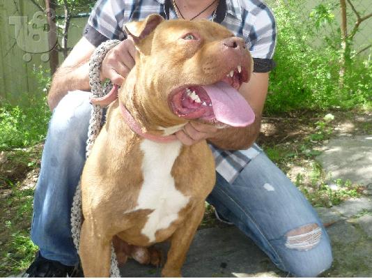 pitbull red nose