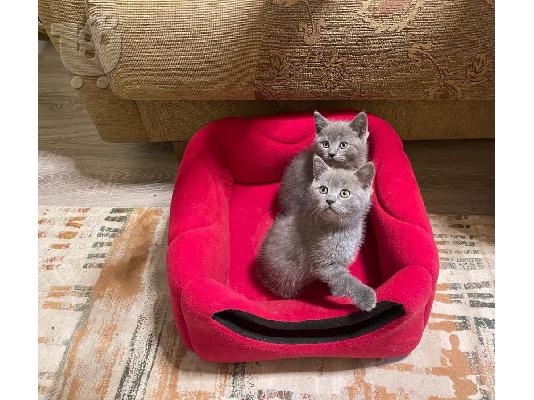 PoulaTo: British Shorthair Kittens Ready