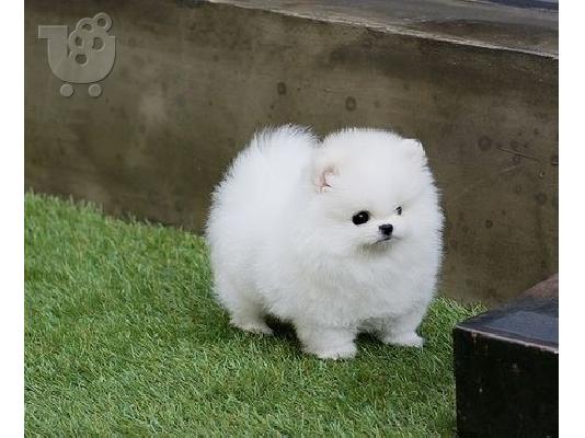 PoulaTo: Ένα υπέροχο Pomeranian ψάχνει για ένα νέο σπίτι σκυλιά και κουτάβια για πώληση