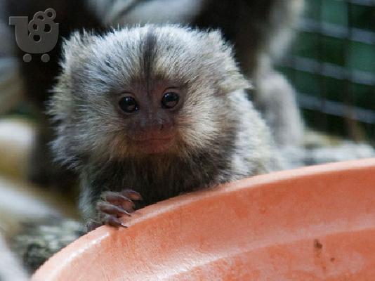 PoulaTo: Γοητευτικό Μαργαριτάρι Μαϊμούδες Διαθέσιμο