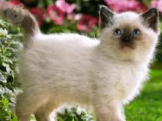PoulaTo: Χαριτωμένο γατάκι Siamese για υιοθεσία
