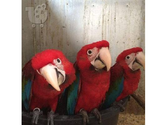 PoulaTo: Όμορφη παπαγάλος παπαγαλάκι
