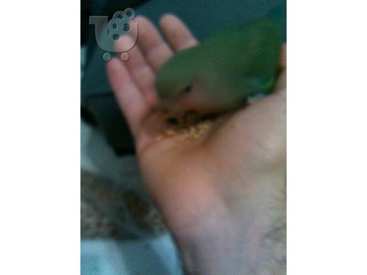 PoulaTo: lovebird ταϊσμένο στο χέρι 2,5 μηνών