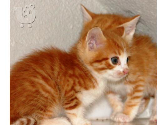 Χαρίζονται για υιοθεσία τα πανέμορφα γατάκια που βλέπετε στις φωτογραφίες (Θεσσαλονίκη)...