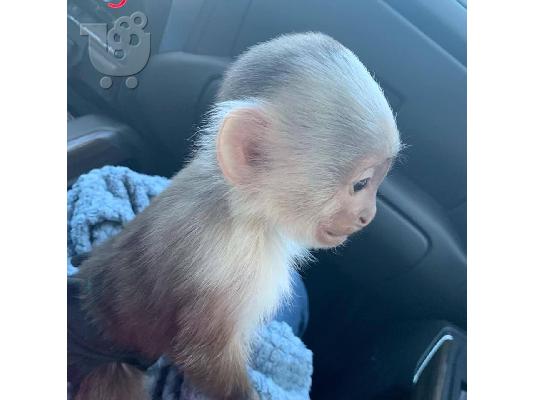 PoulaTo: Χαριτωμένο μαϊμού Capuchin να υιοθετηθεί από οποιαδήποτε οικογένεια που αγαπά και νοιάζεται για τα κατοικίδια ζώα τους, ανεξάρτητα από το πού βρίσκονται.email (bettaelisa0058@gmail.com) ή whatsapp 