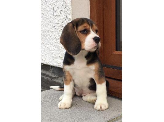 Beagle κουτάβια διαθέσιμα προς πώληση