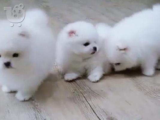 PoulaTo: Pomeranian κουτάβια