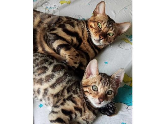 PoulaTo: Βεγγάλη γατάκια προς πώληση