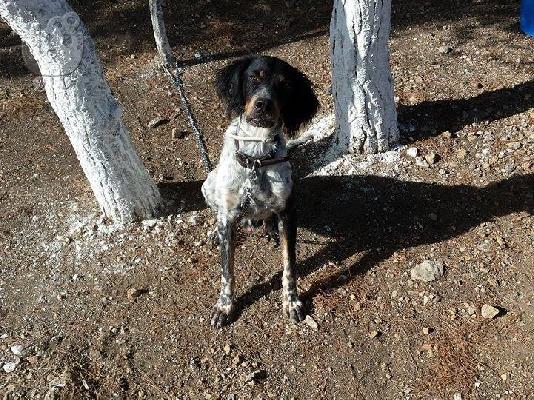 PoulaTo: Χαρίζεται ημίαιμο κυνηγόσκυλο